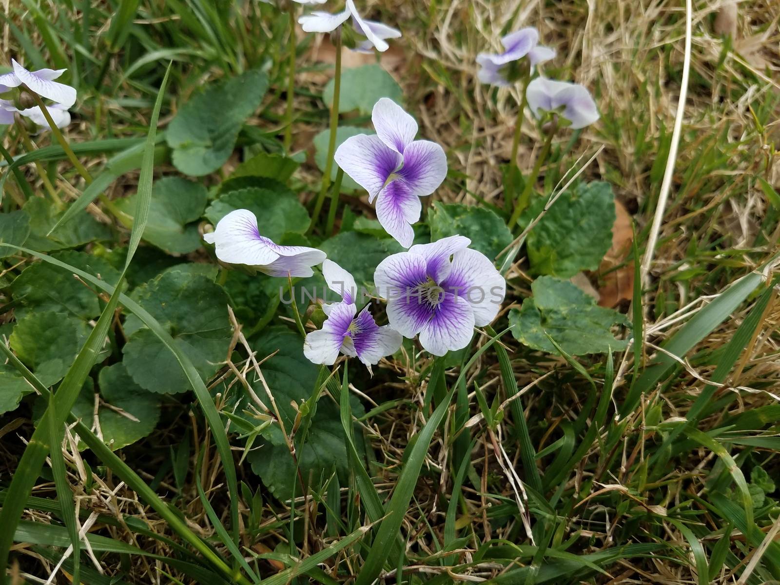 purple and white flower petals and green leaves in the grass or lawn