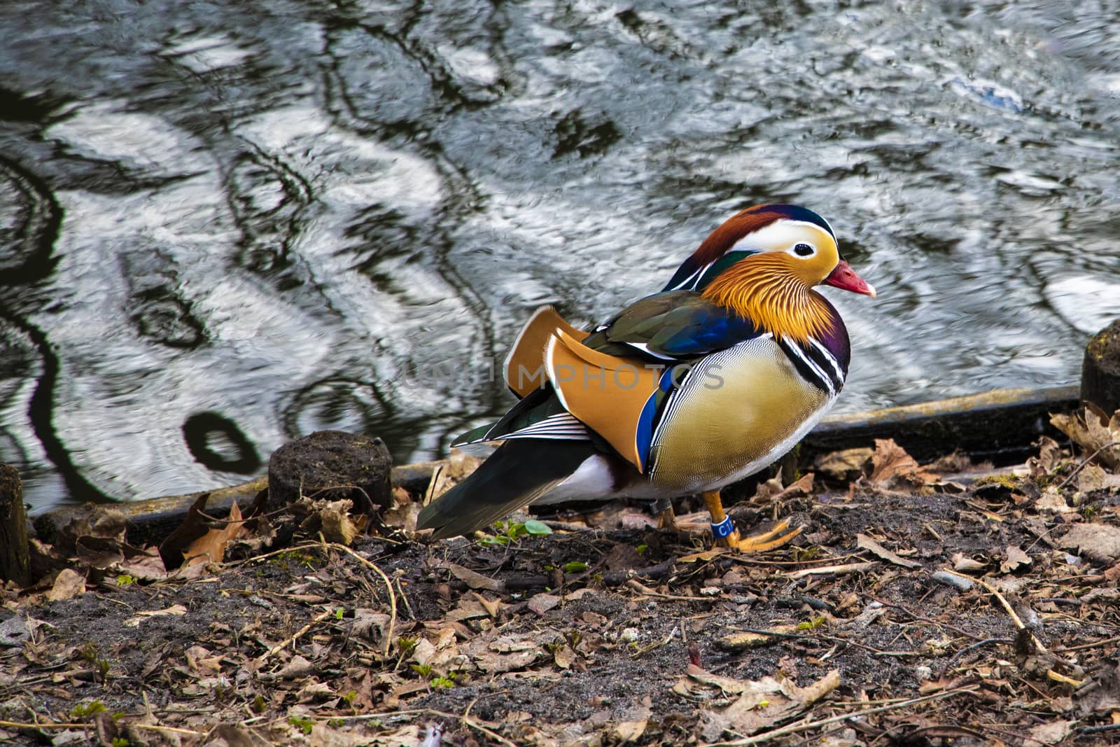 Colored duck, Duck floating on the water. by kip02kas