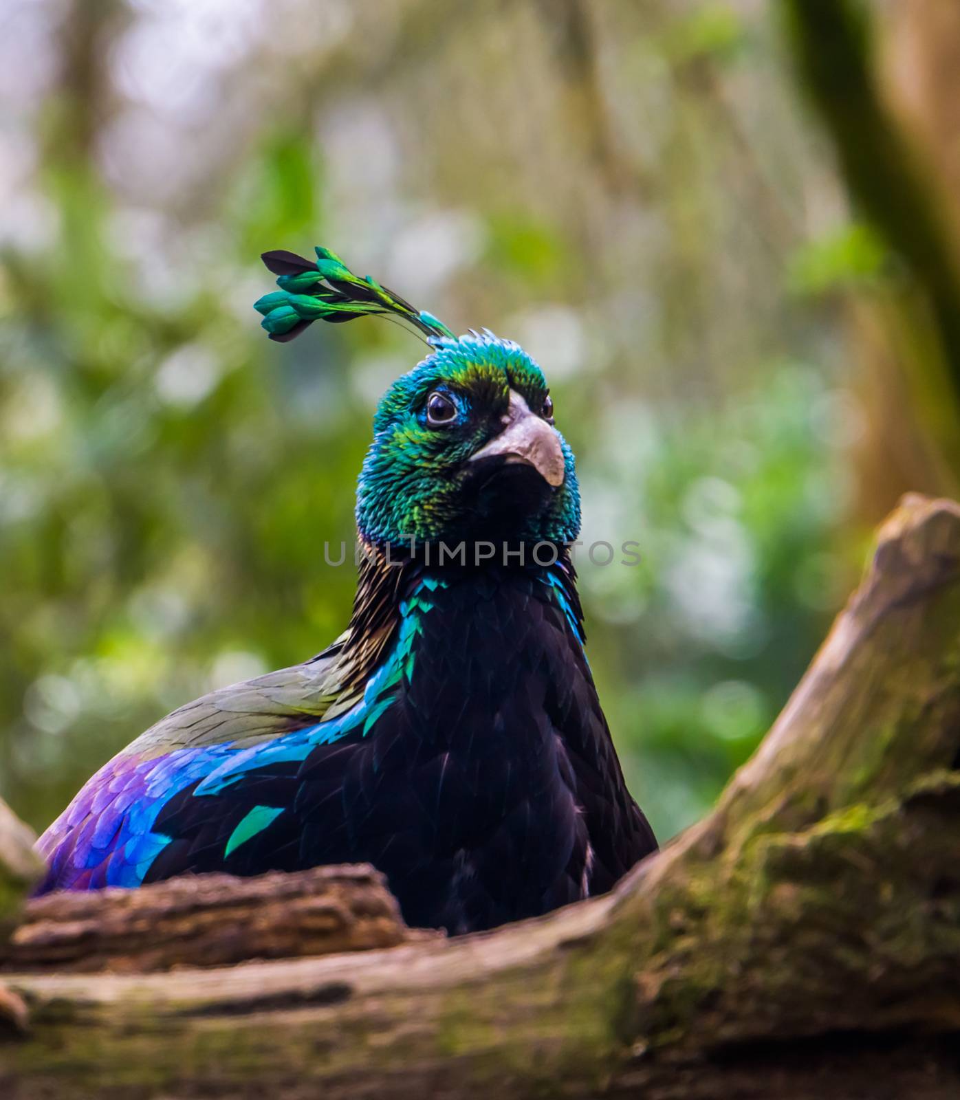 the face of a male himalayan monal in closeup, Colorful pheasant from the Himalaya mountains of India by charlottebleijenberg