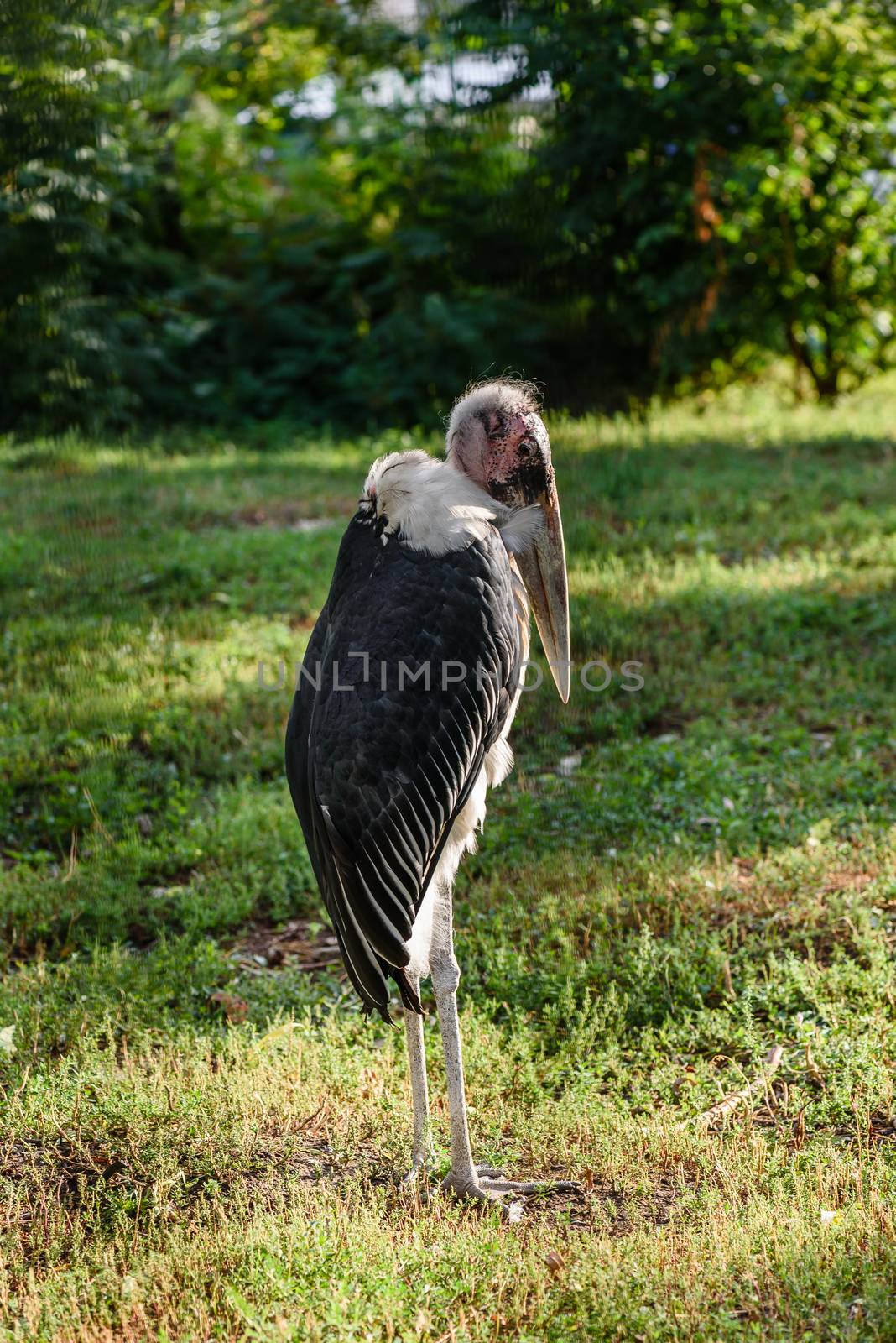 Marabou stork african bird standing up by Seva_blsv