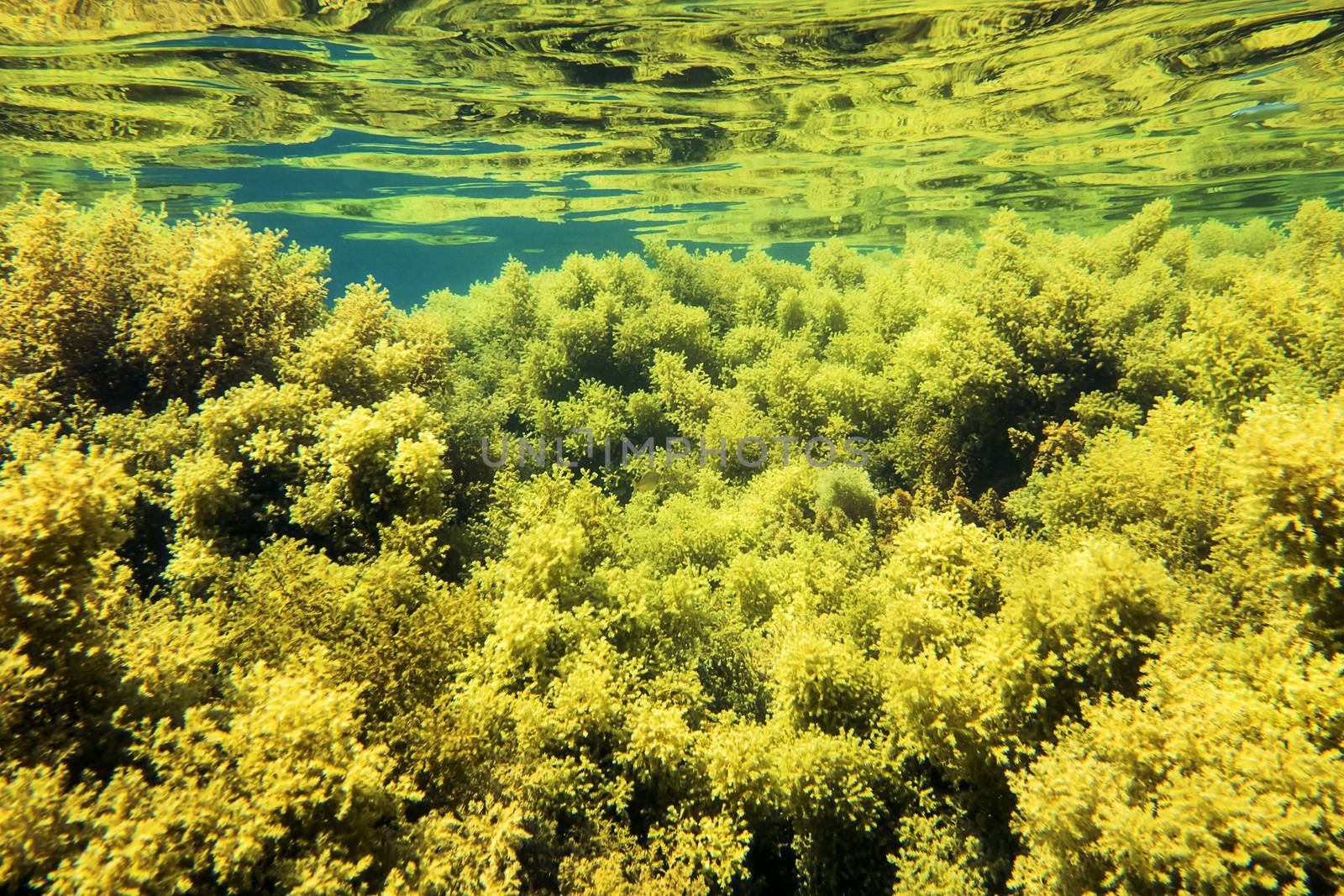 colorful photograph of an underwater background, at the bottom there are many green and yellow algae that are reflected above, on the bright and curly surface of the water