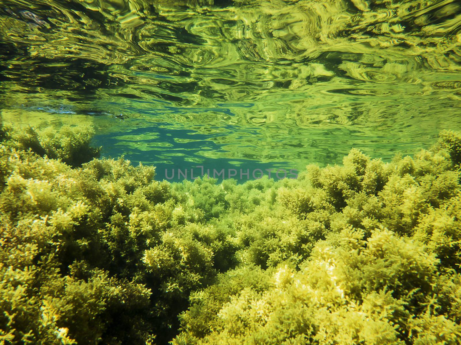 colorful photograph of an underwater background, at the bottom there are many green and yellow algae that are reflected above, on the bright and curly surface of the water