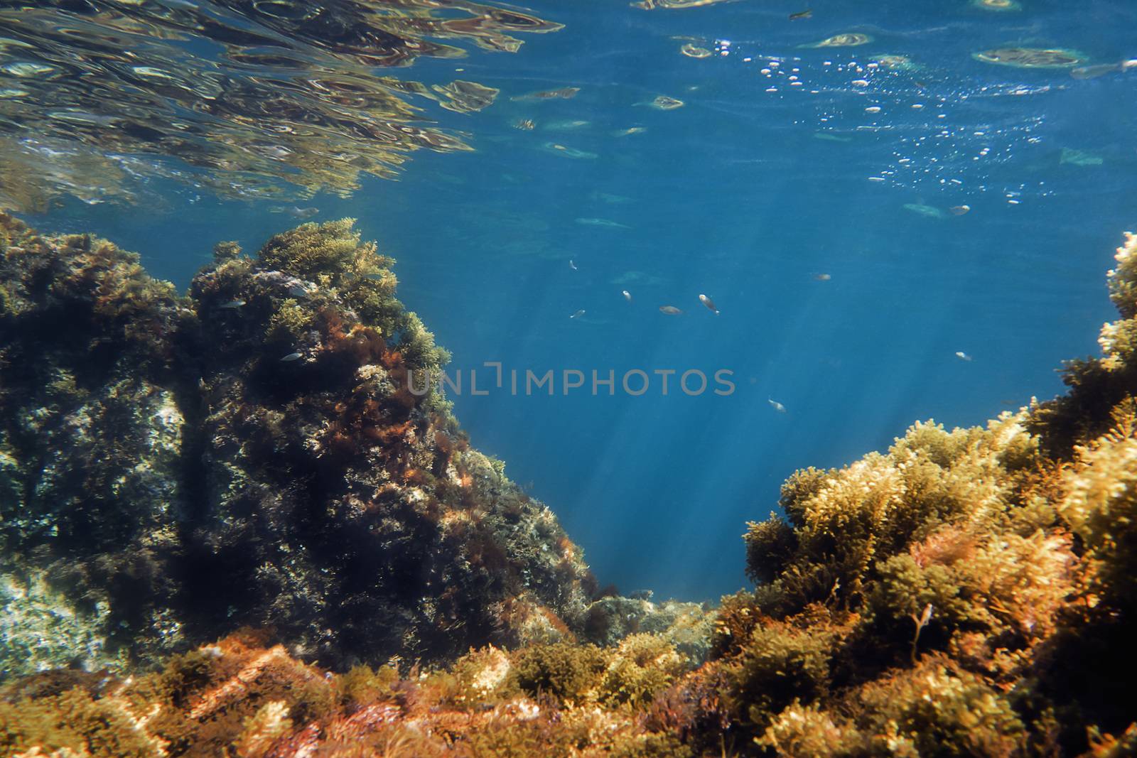 seabed background, the sun's rays are drawn in the crystal clear water in which there are fish, and the rocks full of algae are reflected in the curly surface of the ocean