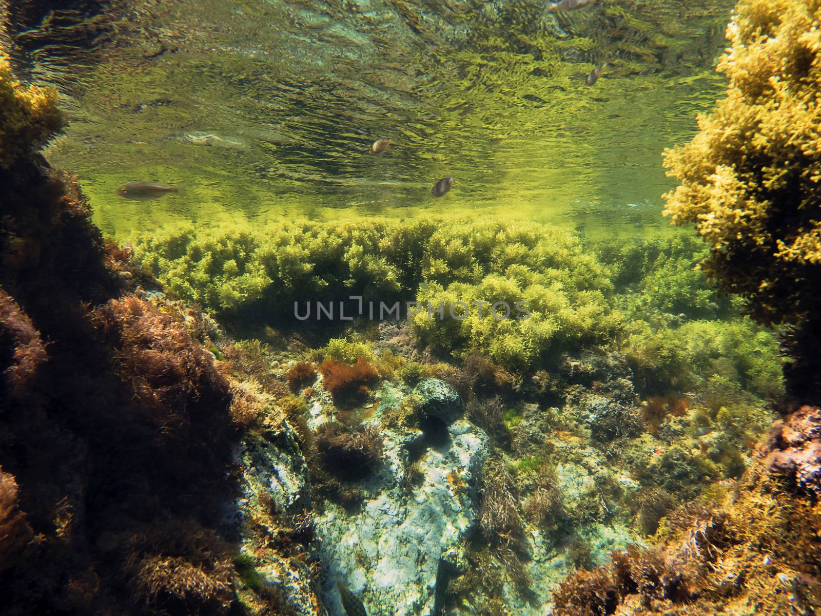 background of rocky seafloor, the rocks and stones are covered in algae and the fish swim in the crystal clear water, the colors of the scene are reflected in the wavy surface of the sea