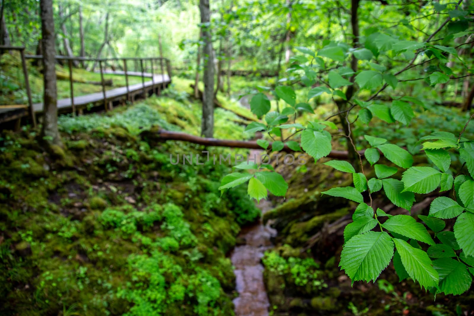 Wooden bridge in green forest. Beautiful green leaves on trees in forest and wooden bridge in Latvia.