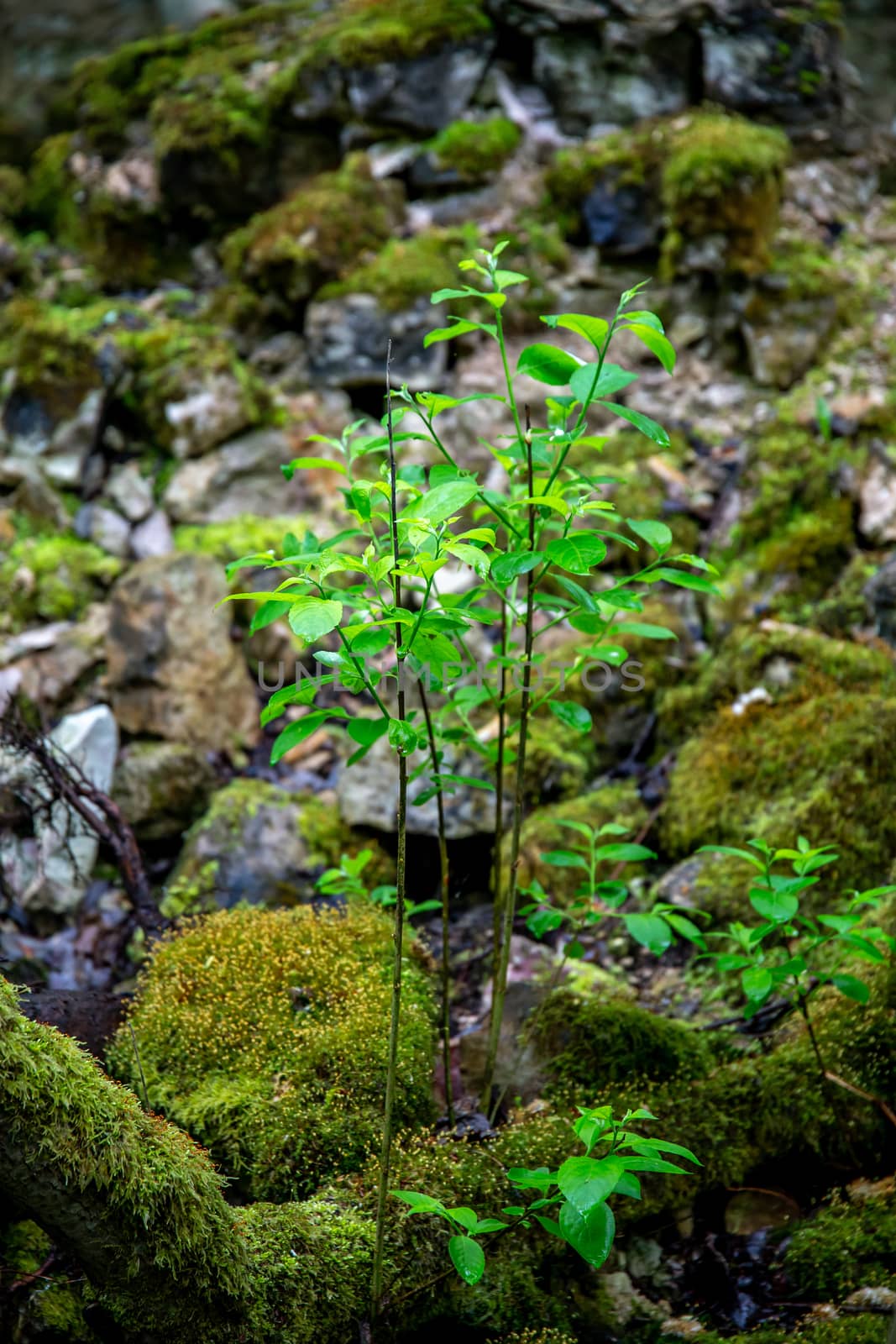 Plants in the forest between the stones. by fotorobs