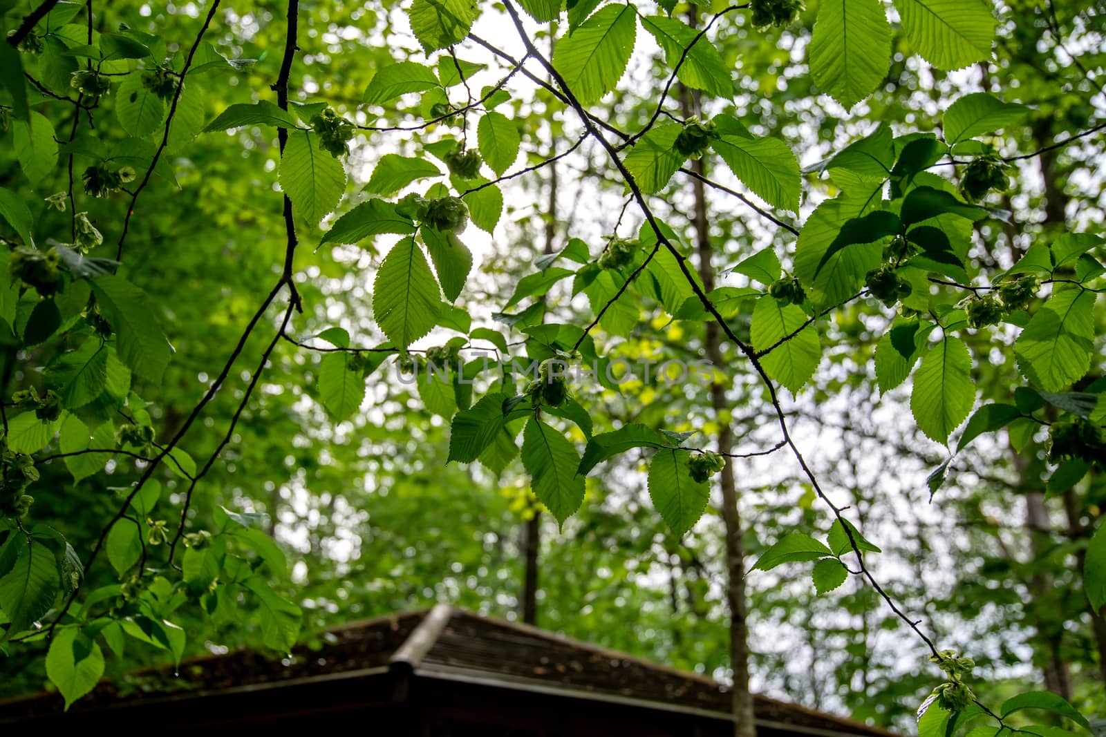 Fresh green hazelnuts are growing on the tree in forest. Green leaves on hazelnut trees in Latvia.