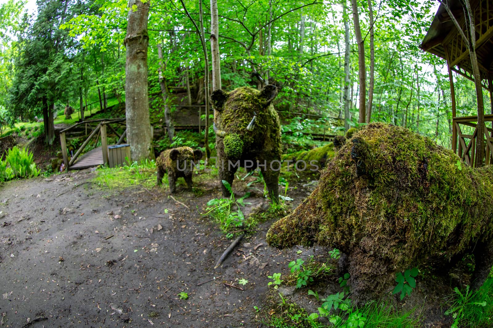 Moss covered wild boar sculptures in the park, Latvia. Wild boar sculptures near the forest in summer day. Shot with fisheye lens. 