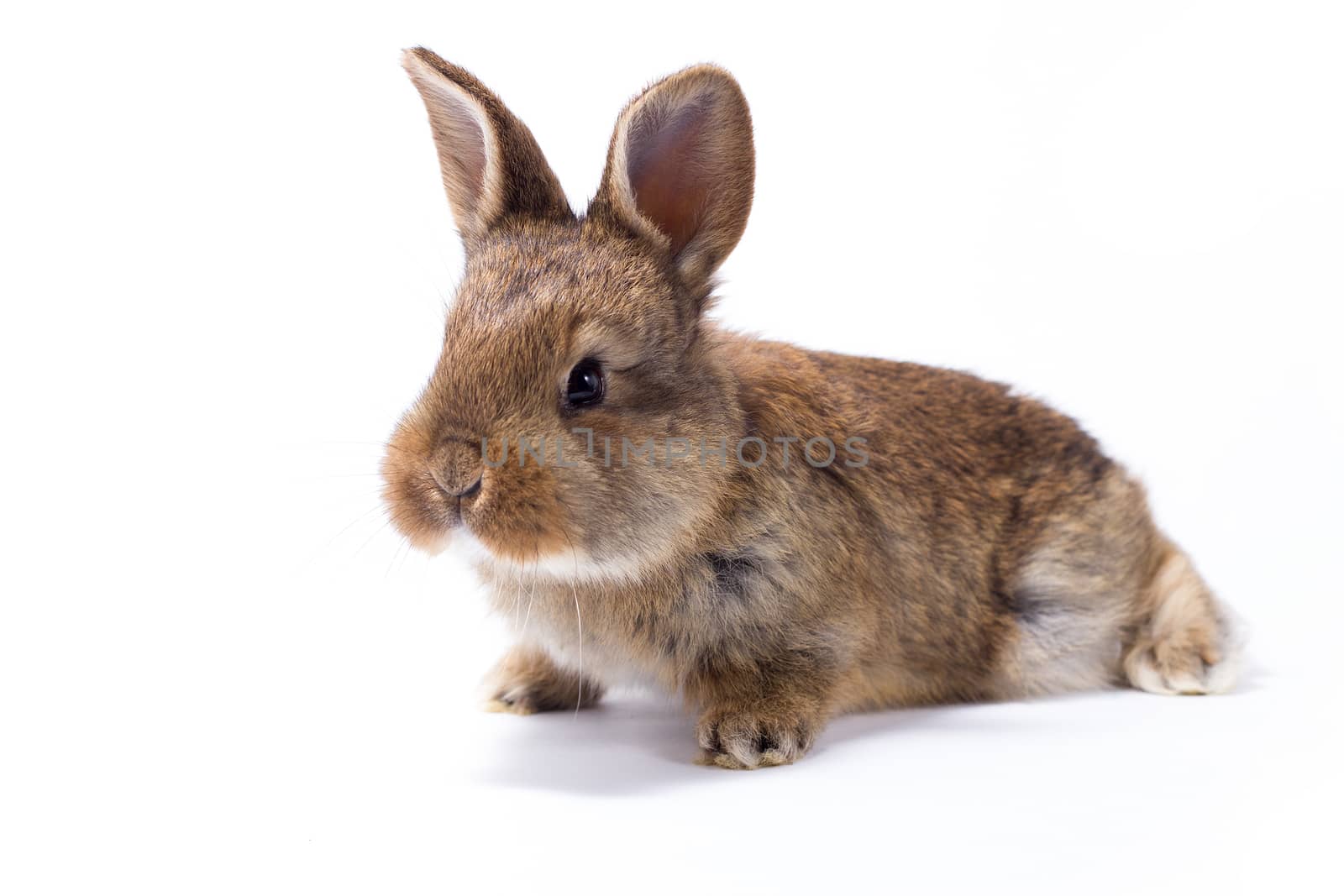 little gray fluffy bunny, isolate, easter bunny