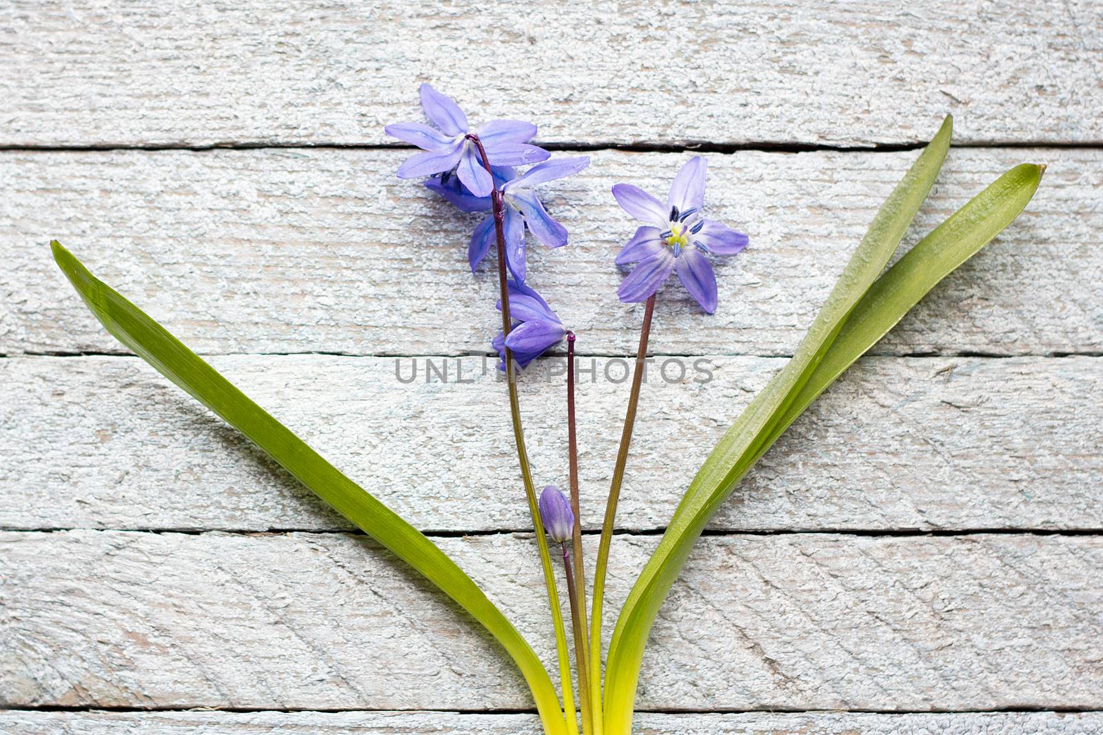 A bouquet of blue flowers on a wooden background, spring flowers on a light wooden background, a bouquet of flowers for the spring holidays