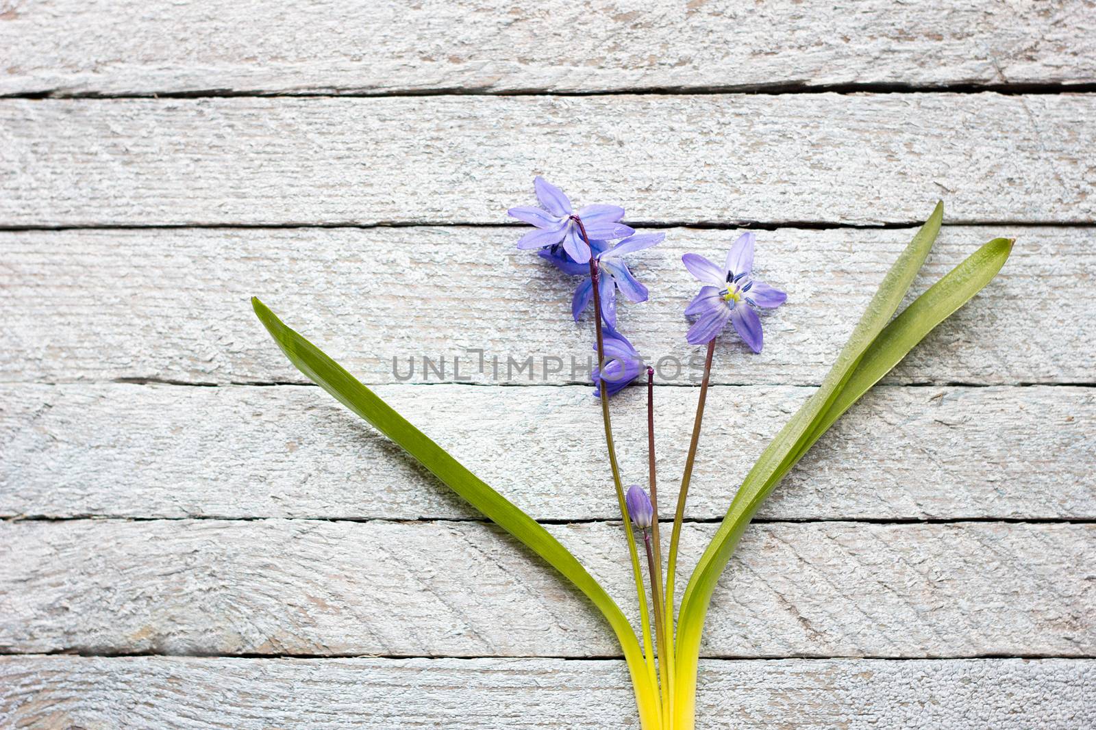 A bouquet of blue flowers on a wooden background, spring flowers on a light wooden background, a bouquet of flowers for the spring holidays