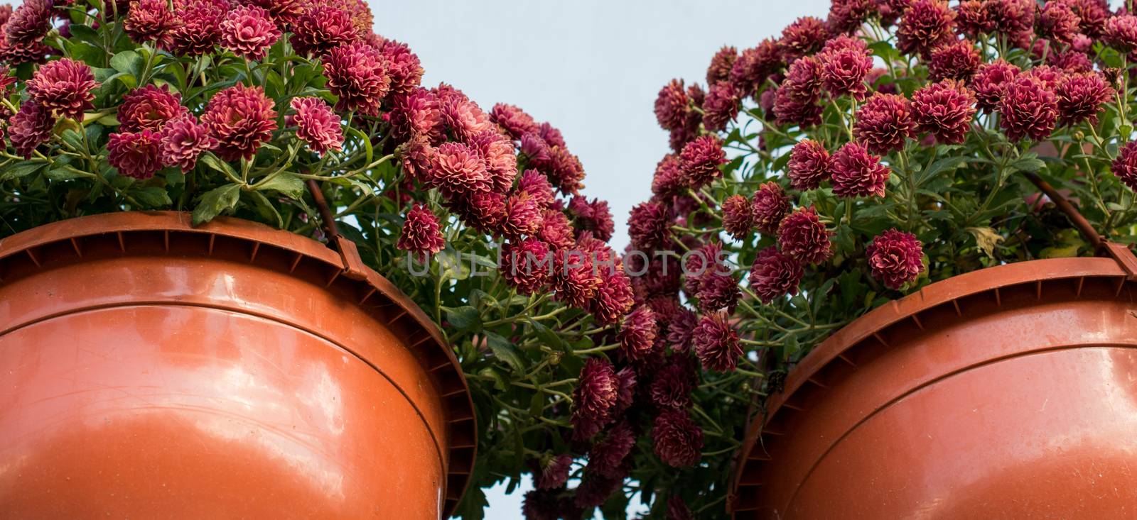 Flower pots with beautiful flowers in it by berkay