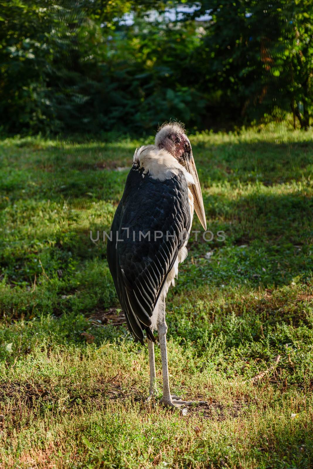 Marabou stork, Leptoptilos crumeniferus, african bird standing up on the lawn