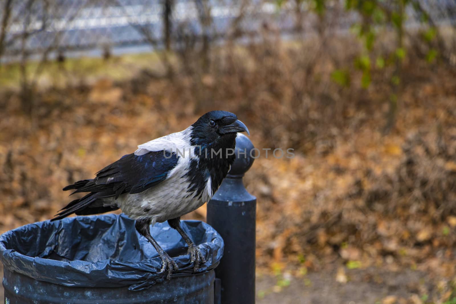 Black raven sits on the trash in the park. by kip02kas