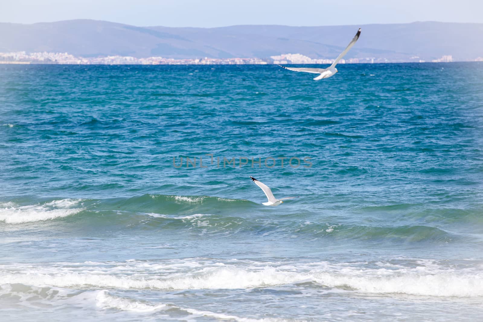 Sea Birds Flying Over Sea On Sunny Day by nenovbrothers