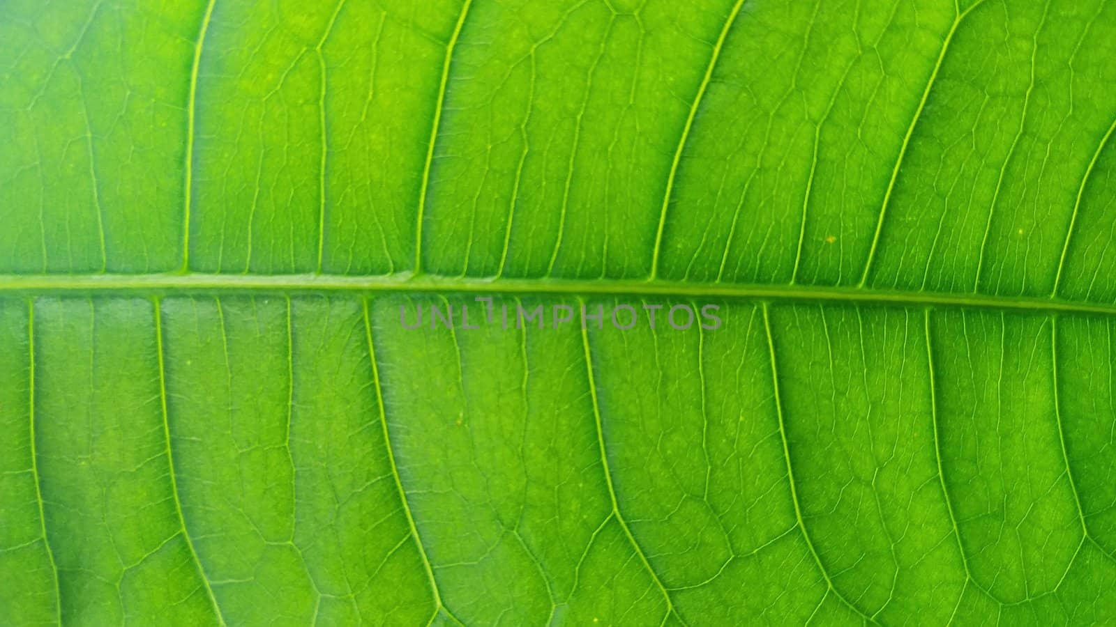A bright green palm leaf shot in daylight close-up, occupying the entire area of the frame.