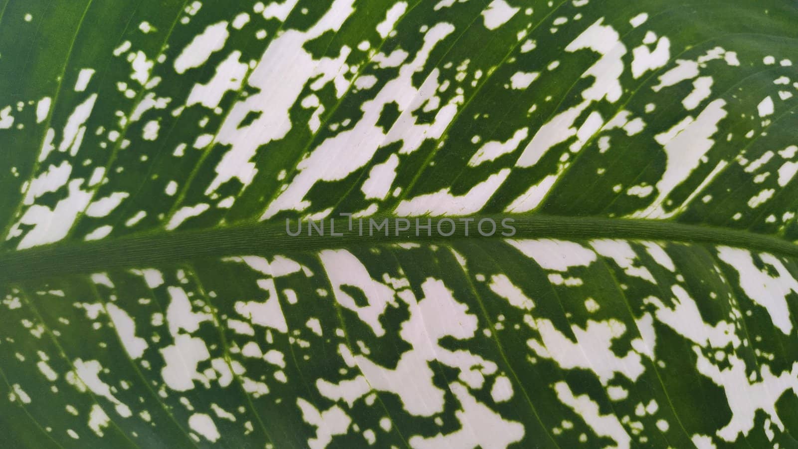 Palm leaf close up. Background texture