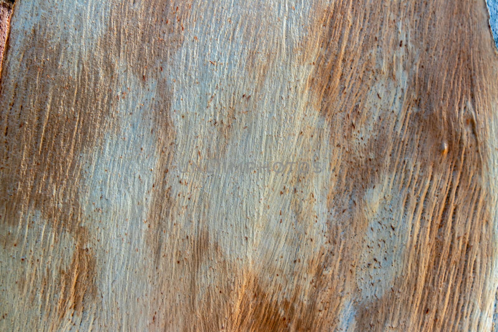 a closeup shoot to old multi colored wood shell texture. brown, white and orange colors.