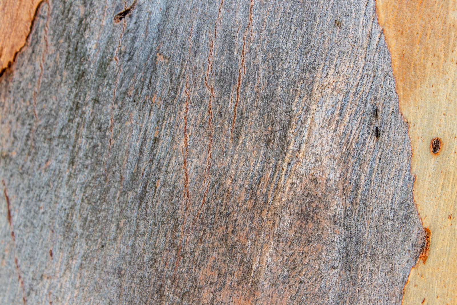 a closeup shoot to old rough wood shell texture. photo can be used as background or texture.