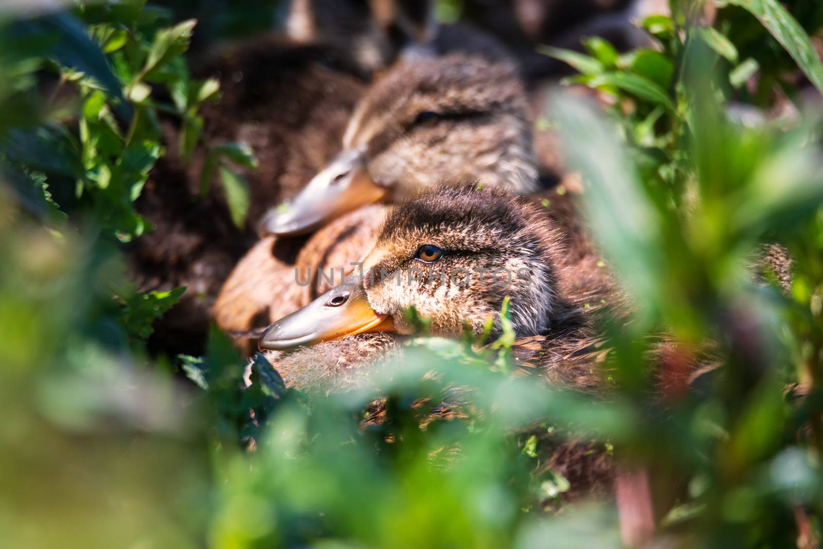 Several Ducklings Huddled Together in a Northern California Marsh by backyard_photography