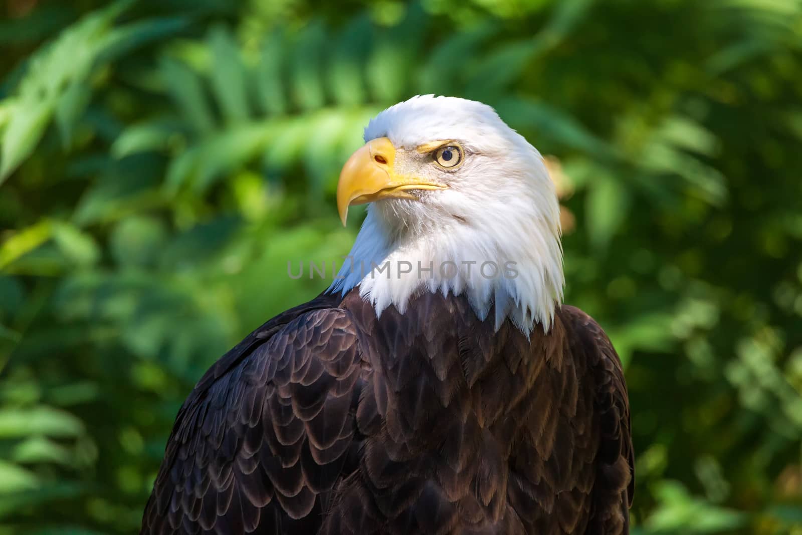 Bald Eagle Portrait With Green Leaves in the Background by backyard_photography