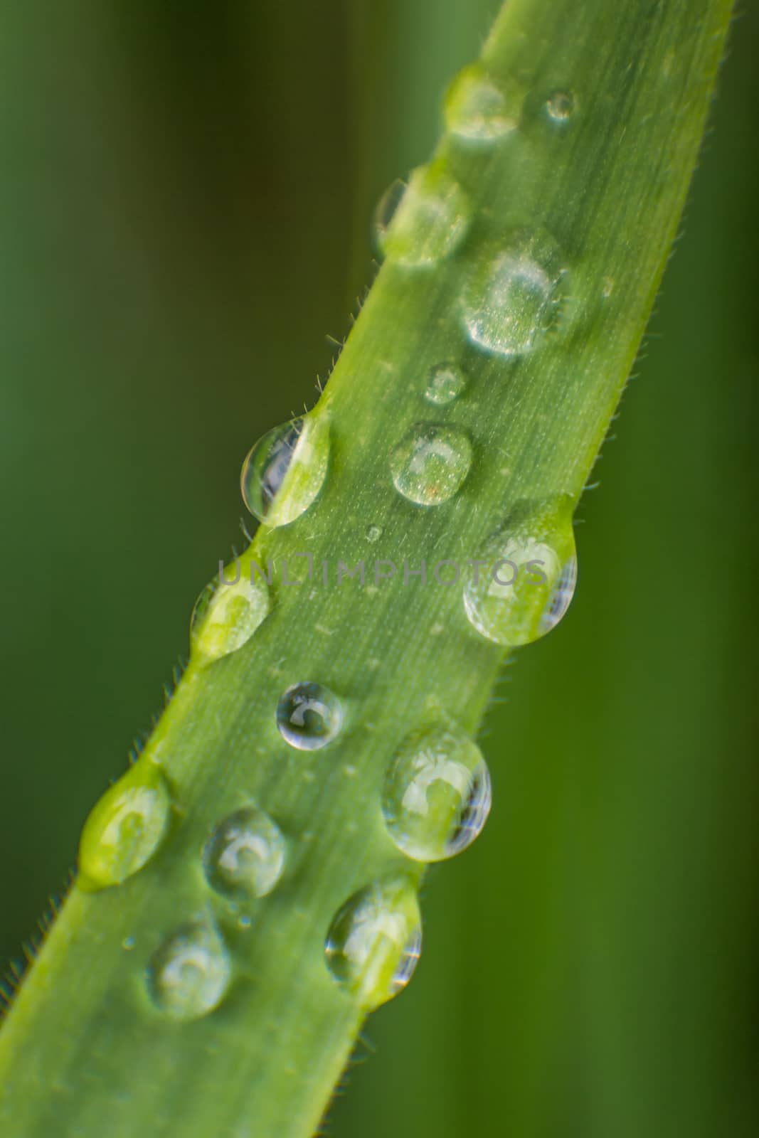 Rainwater Droplets on a Single Blade of Grass by backyard_photography