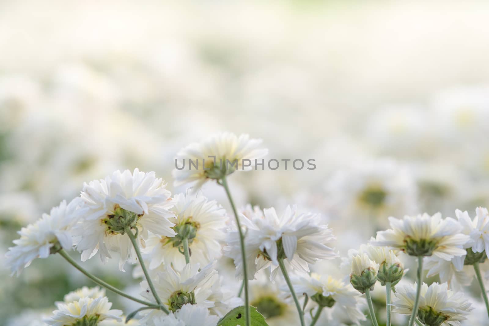 chrysanthemum in the garden. Blurry flower for background, colorful plants