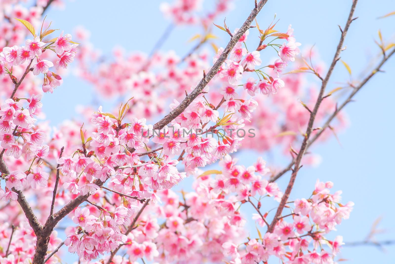 Spring time with beautiful cherry blossoms, pink sakura flowers.