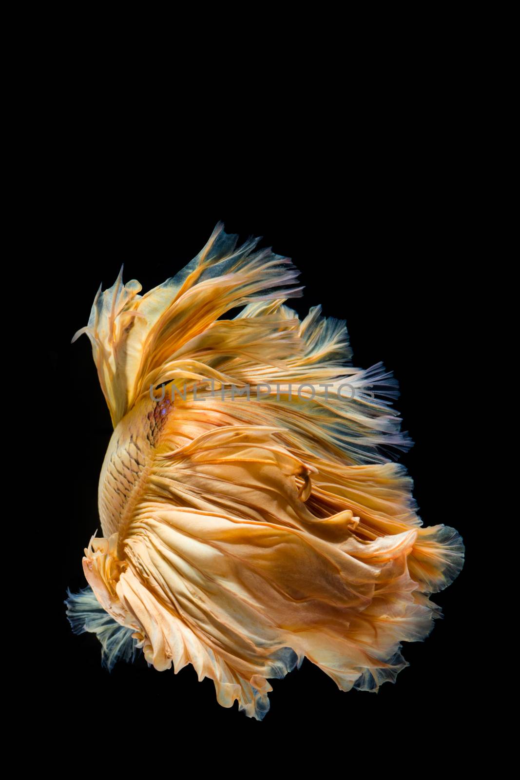 Yellow gold betta fish, siamese fighting fish on black background