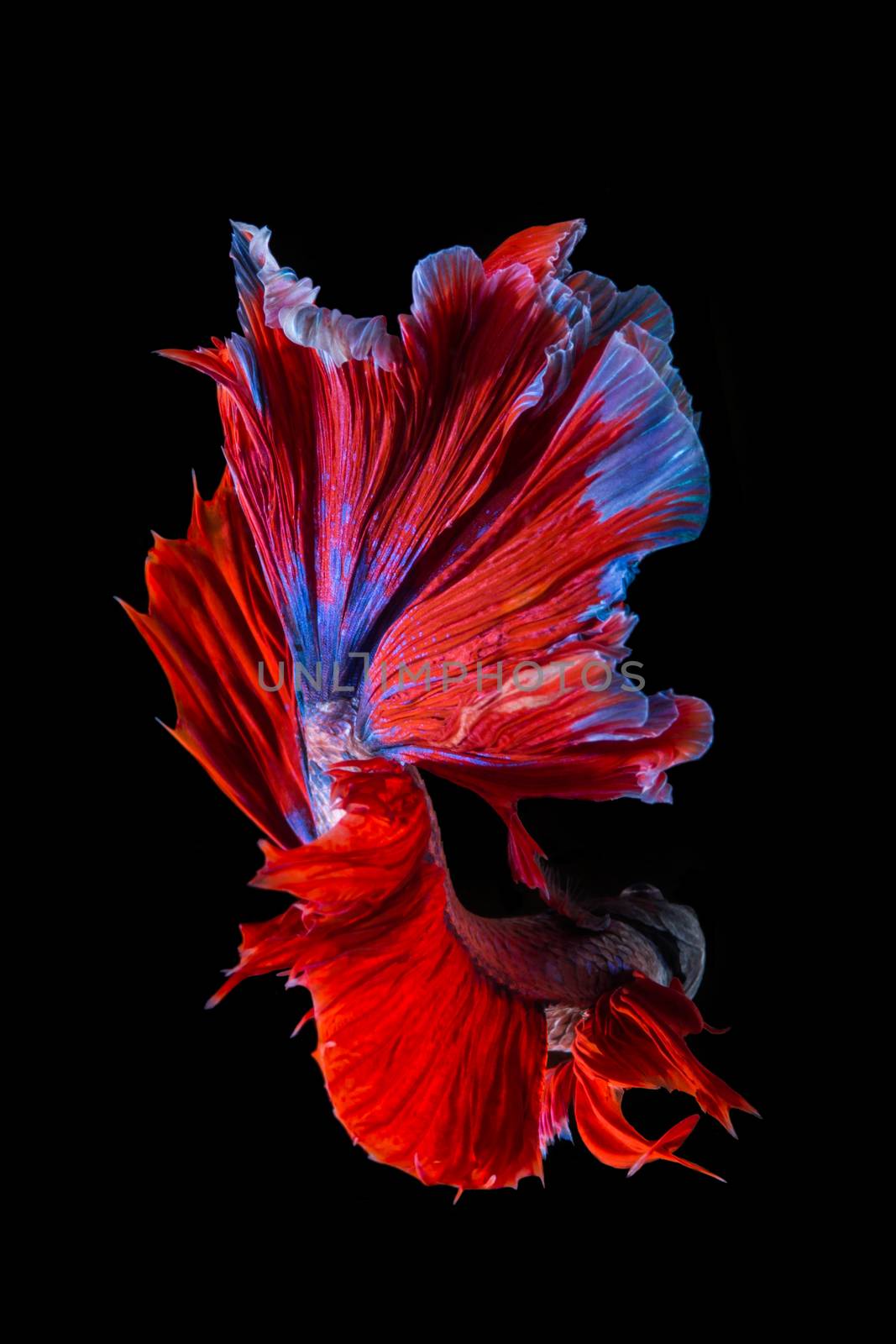 Red and blue betta fish, siamese fighting fish on black background