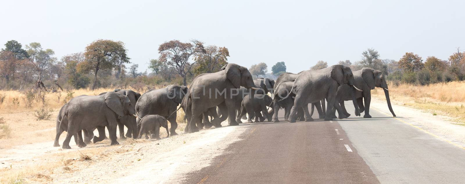 Elephant family crossing a road by michaklootwijk