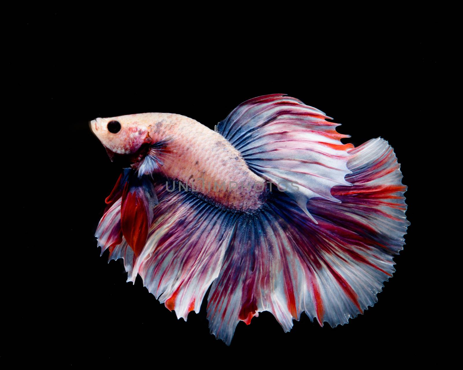 Multi-color betta fish, siamese fighting fish on black background