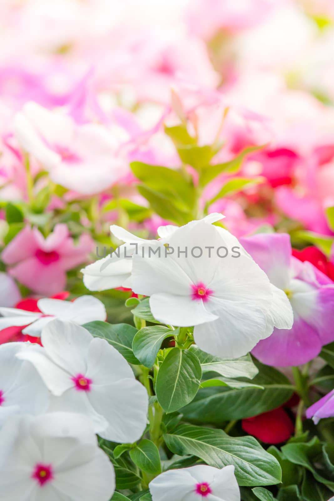 Vinca rosea flowers by yuiyuize