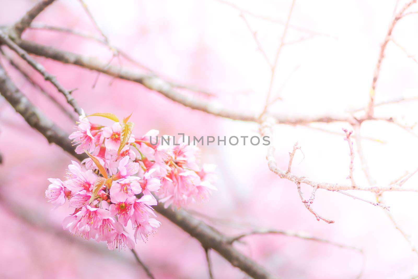 Cherry Blossom by yuiyuize