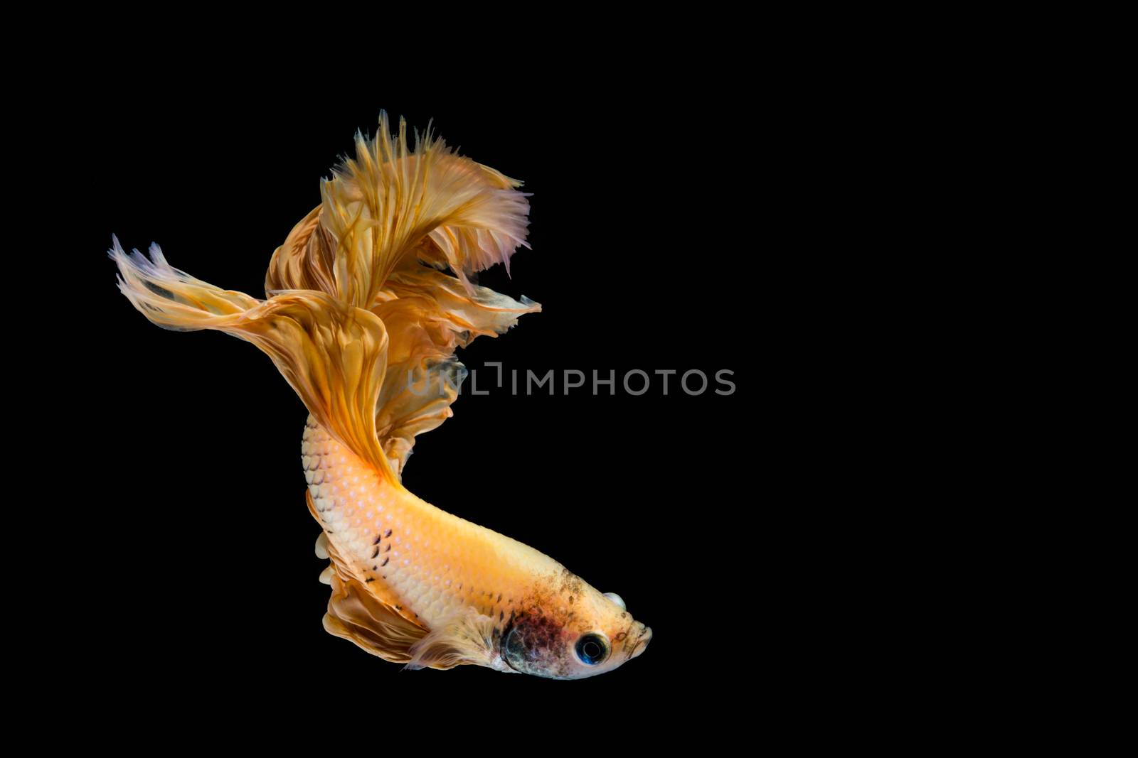 Yellow gold betta fish by yuiyuize