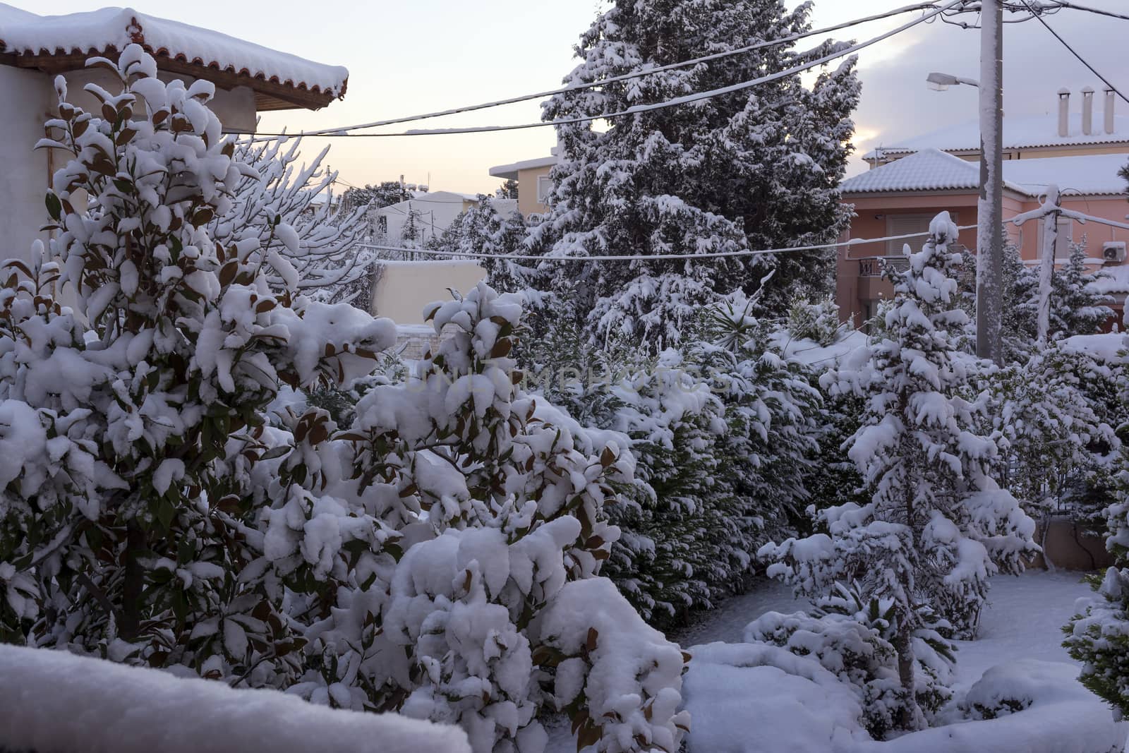 Winter yard with snowed trees, Athens, Greece