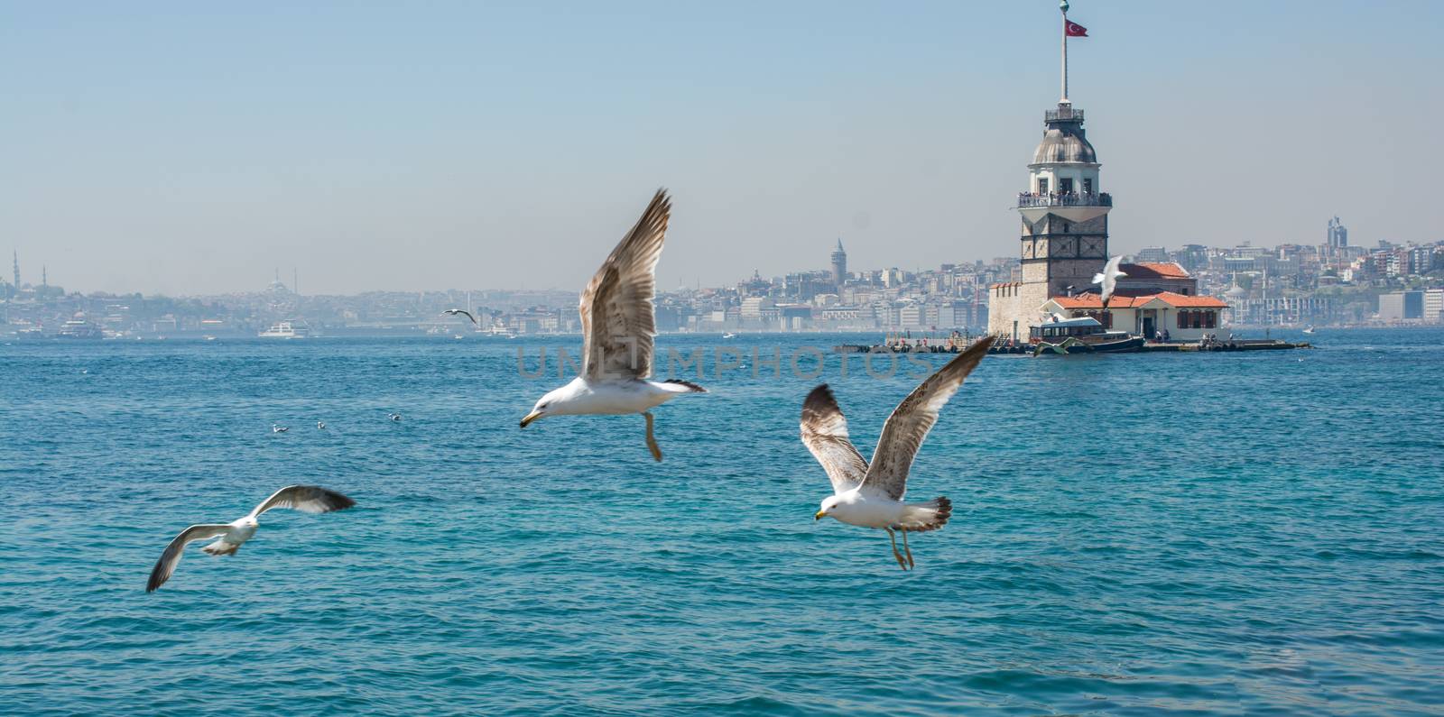 Seagull in a sky with a Maiden`s tower by berkay
