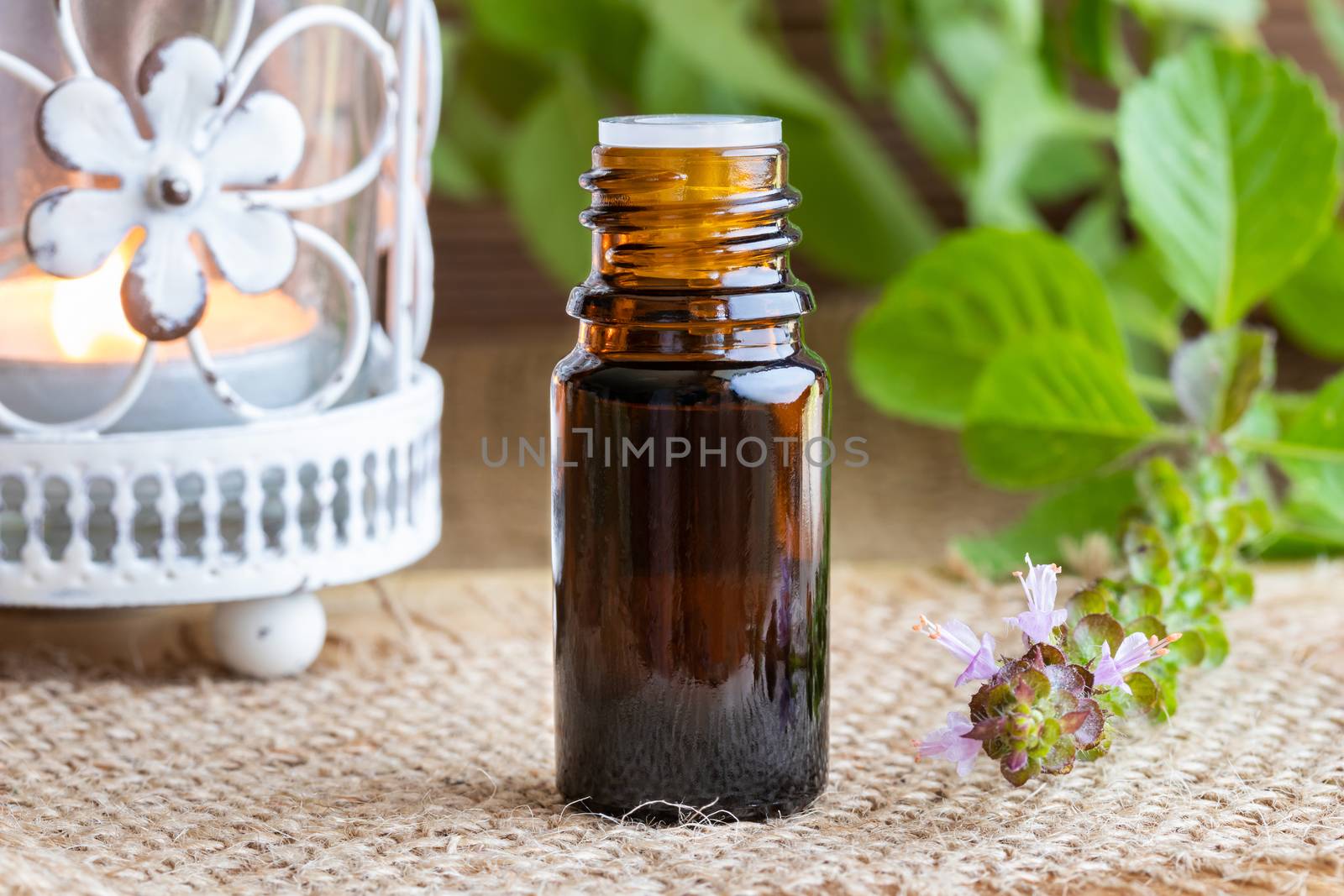 A bottle of essential oil with fresh tulsi, or holy basil