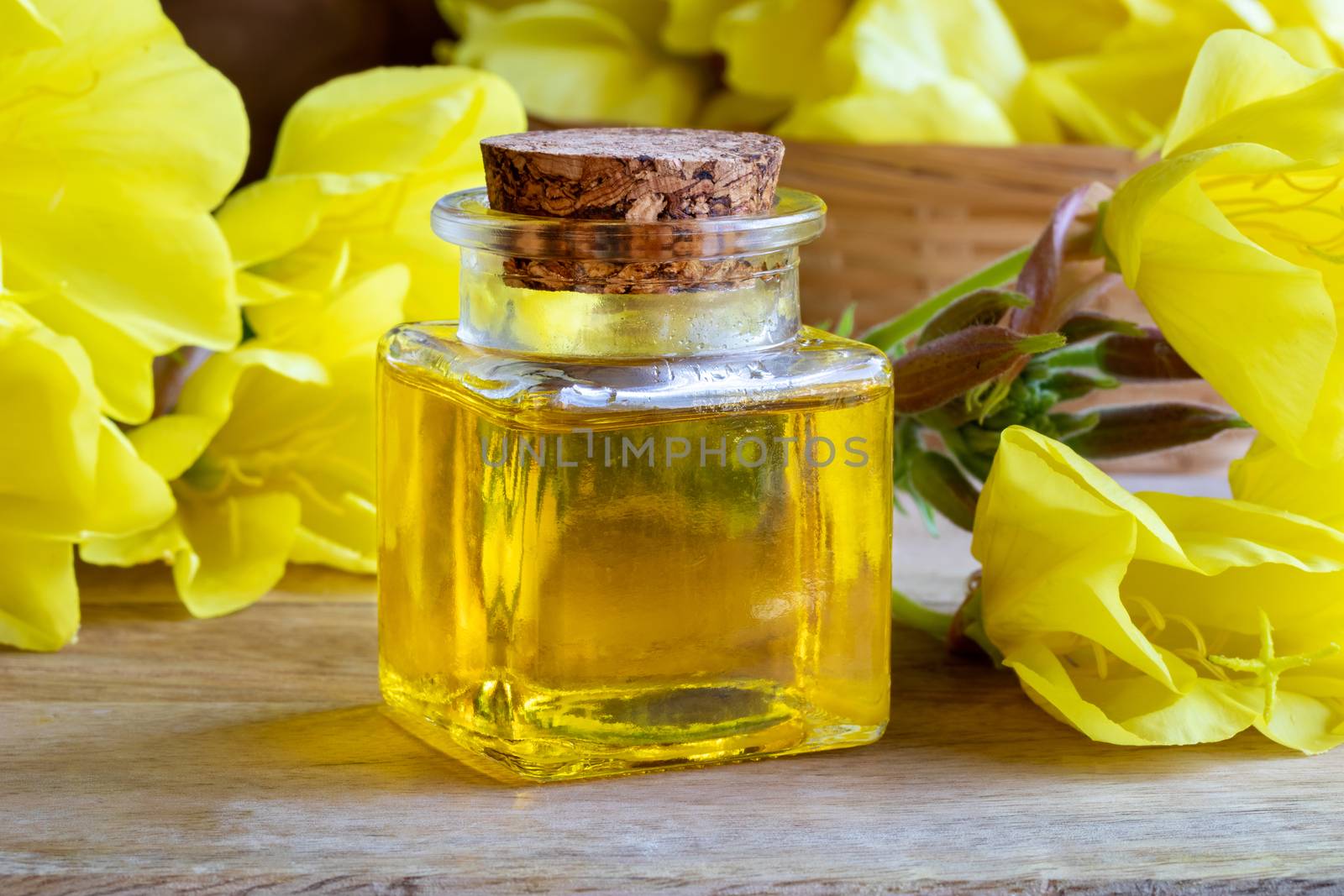 A bottle of evening primrose oil with fresh blooming plant on a table