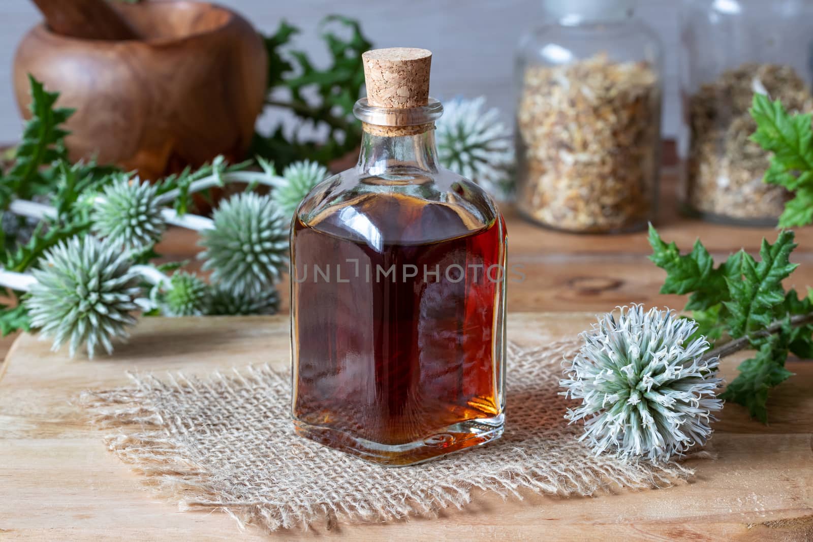 A bottle of great globe-thistle tincture with fresh blooming Echinops sphaerocephalus