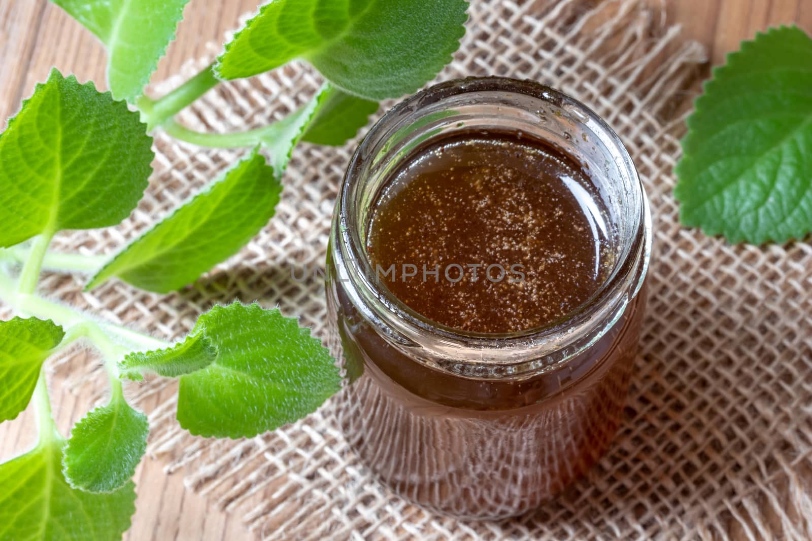 A jar of silver spurflower syrup against common cold with fresh Plectranthus argentatus leaves