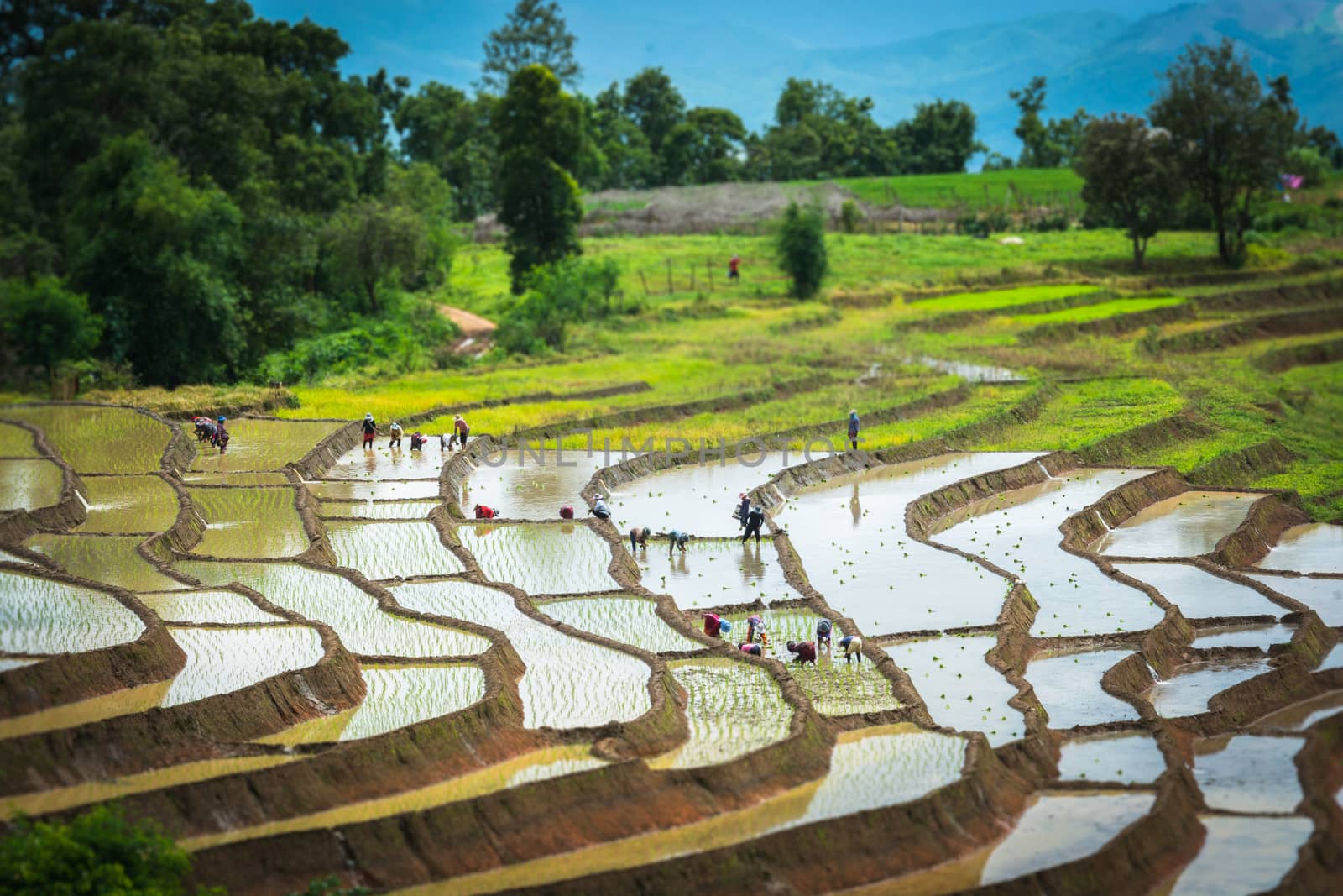 Terraced rice field in rainy season 