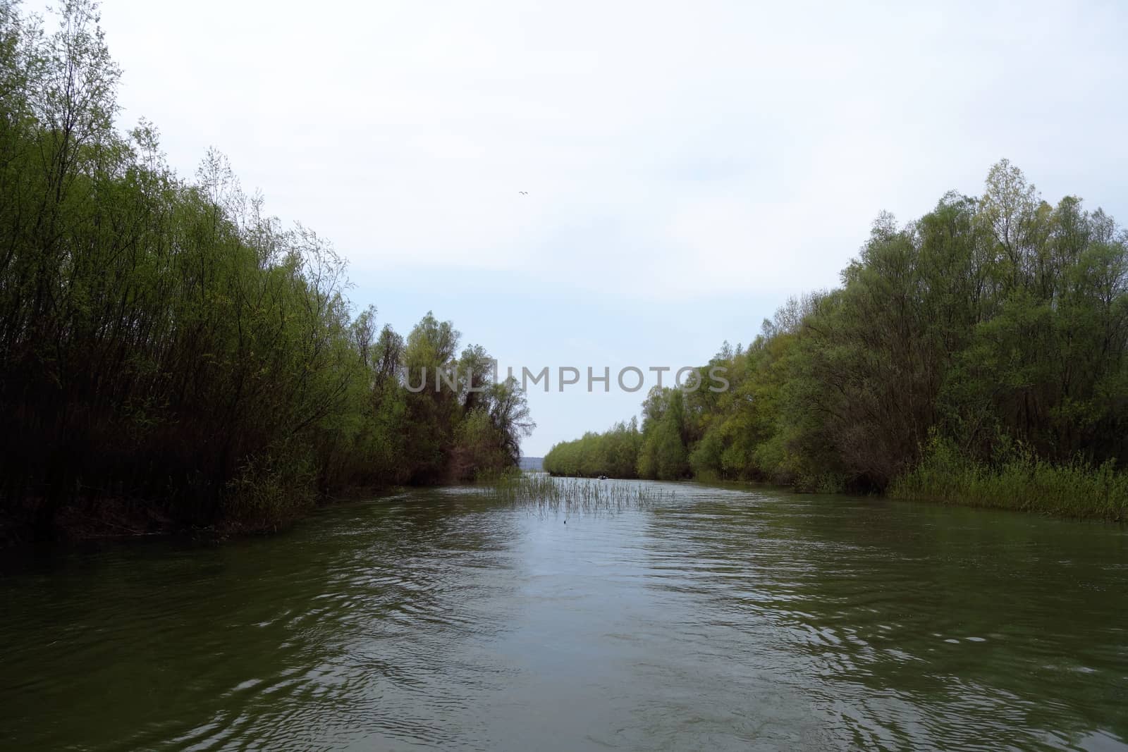 The spring season arrived on the islands and arms of the Danube river
Wildlife, willows forests and poplar forests, fish, birds and boars, the whole nature enjoys the green season.