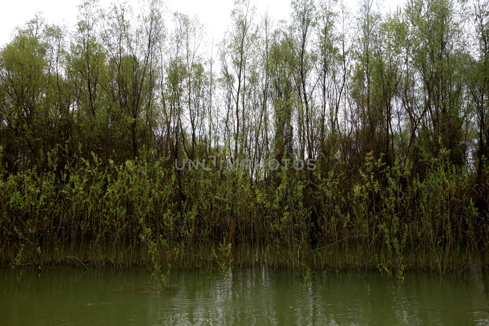 The spring season arrived on the islands and arms of the Danube river
Wildlife, willows forests and poplar forests, fish, birds and boars, the whole nature enjoys the green season.