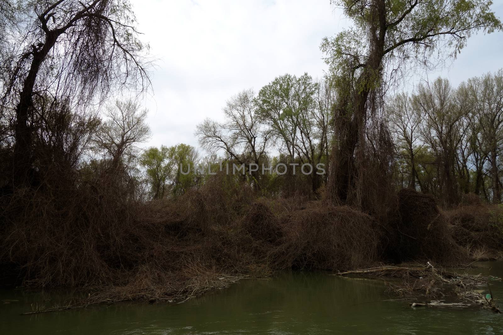 The spring season arrived on the islands and arms of the Danube river
Wildlife, willows forests and poplar forests, fish, birds and boars, the whole nature enjoys the green season.