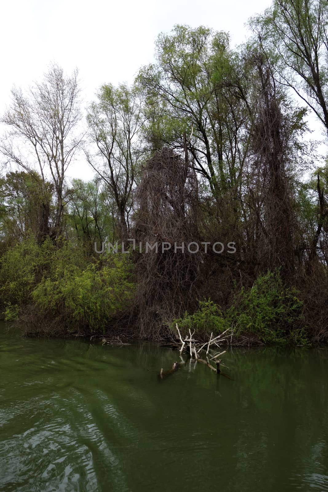 The spring season arrived on the islands and arms of the Danube river
Wildlife, willows forests and poplar forests, fish, birds and boars, the whole nature enjoys the green season.