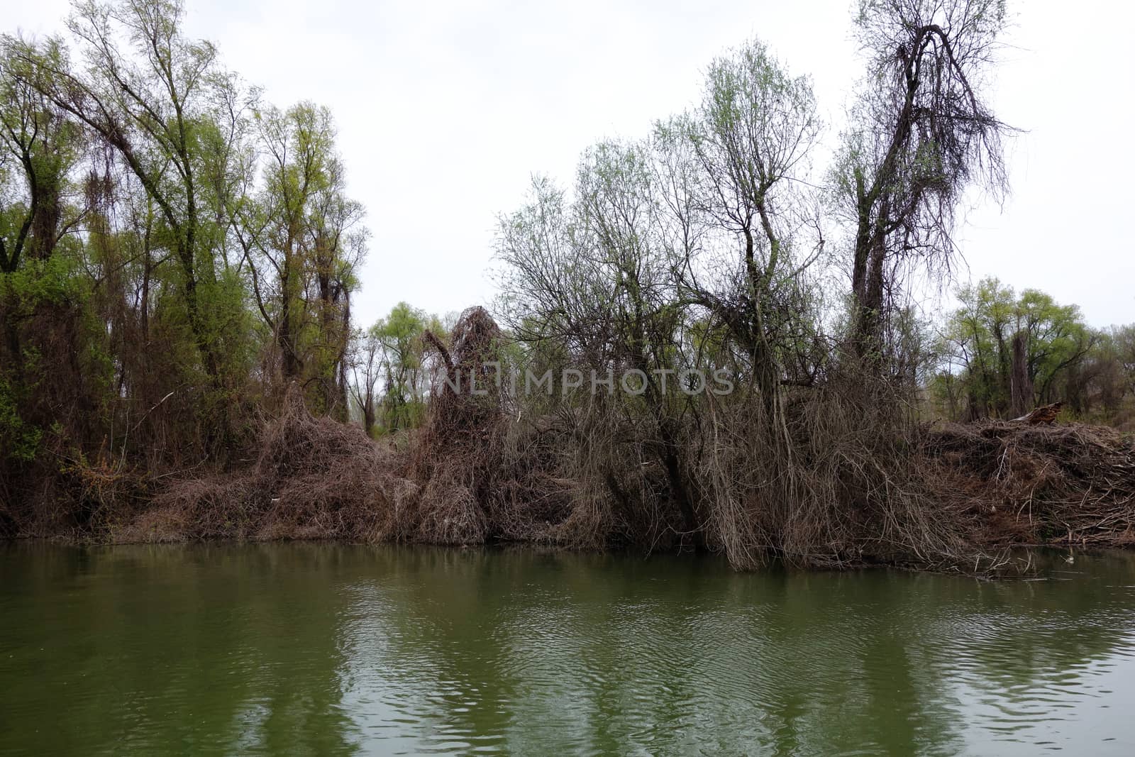 The spring season arrived on the islands and arms of the Danube river
Wildlife, willows forests and poplar forests, fish, birds and boars, the whole nature enjoys the green season.