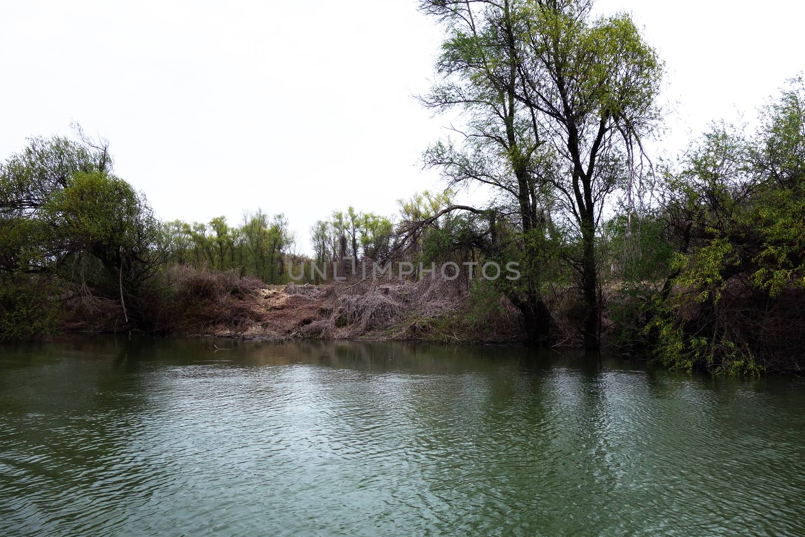 The spring season arrived on the islands and arms of the Danube river
Wildlife, willows forests and poplar forests, fish, birds and boars, the whole nature enjoys the green season.