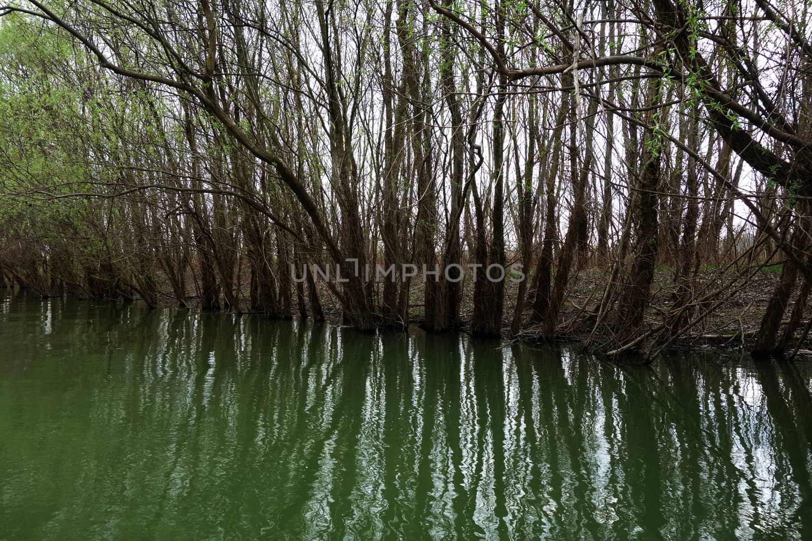 The spring season arrived on the islands and arms of the Danube river
Wildlife, willows forests and poplar forests, fish, birds and boars, the whole nature enjoys the green season.