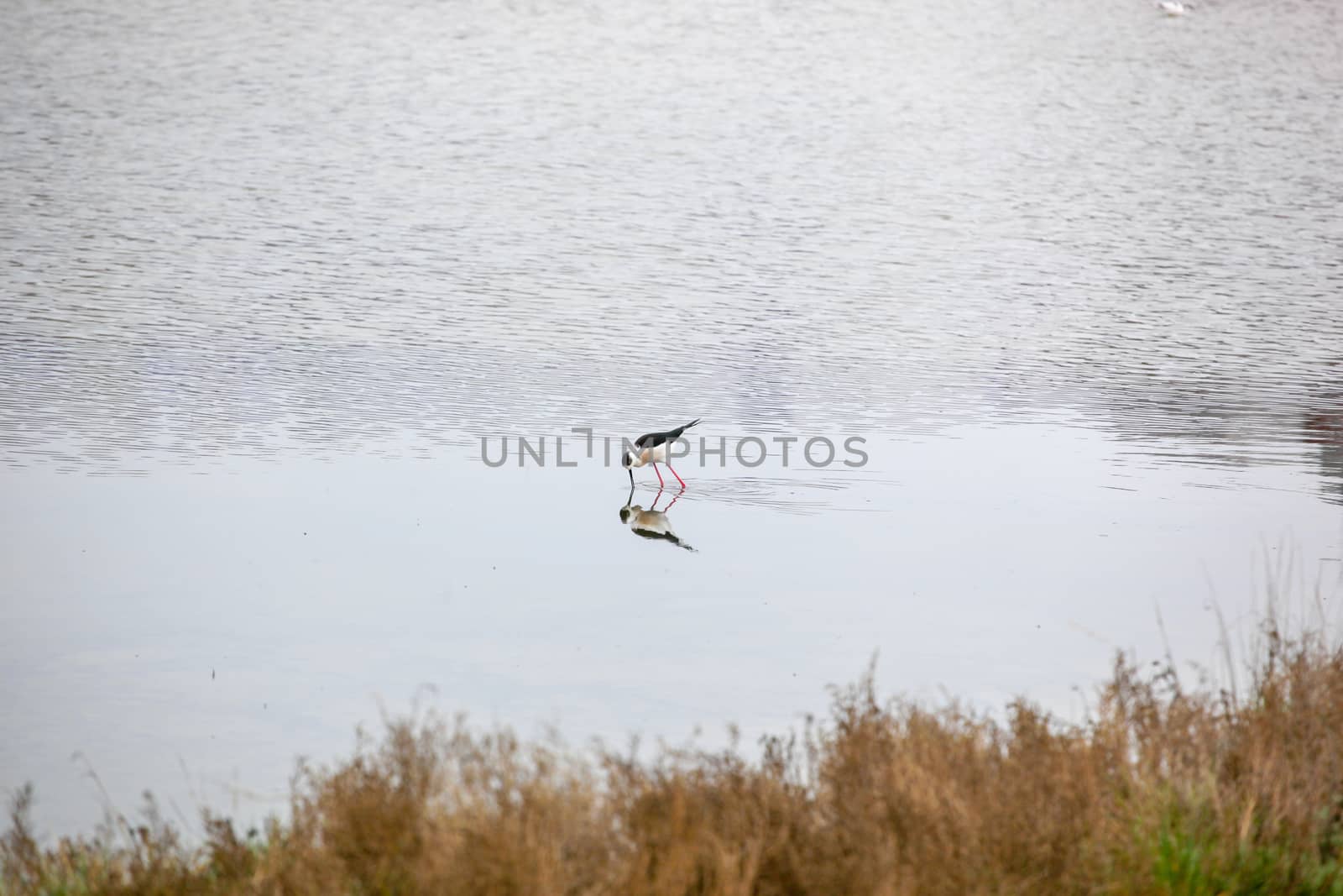 Black-Winged Stilt Wading In Water by nenovbrothers